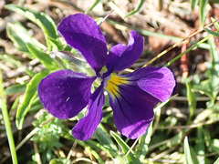 Viola lutea