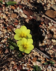 Moraea galaxia