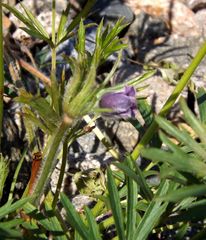 Pulsatilla dahurica