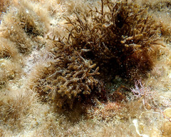 Cladostephus hirsutus