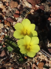 Moraea galaxia