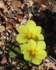 Moraea galaxia