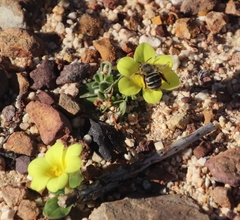 Moraea galaxia