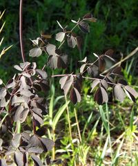 Thalictrum aquilegiifolium sibiricum