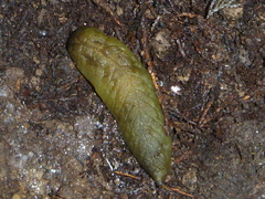 Athoracophorus papillatus