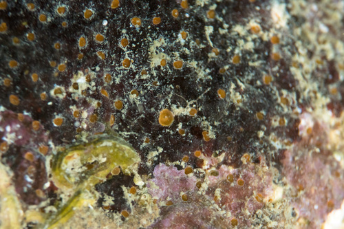 boring sponge