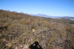 Restio gaudichaudianus