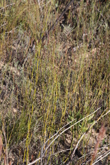 Restio gaudichaudianus