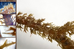 Cladostephus hirsutus