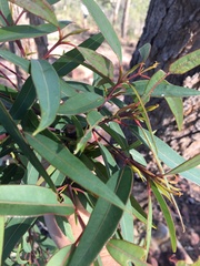 Corymbia trachyphloia