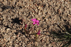 Oxalis eckloniana-nidulans