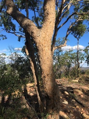 Corymbia trachyphloia