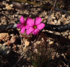 Oxalis eckloniana-nidulans