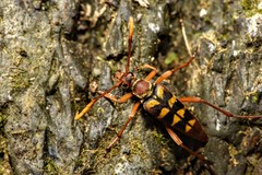 Leptura