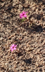 Oxalis eckloniana-nidulans