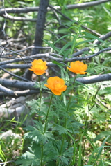 Trollius asiaticus