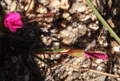 Oxalis eckloniana-nidulans