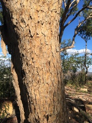 Corymbia trachyphloia