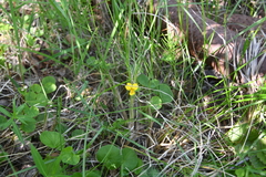 Viola biflora