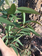 Corymbia trachyphloia