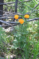 Trollius asiaticus