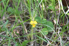 Viola biflora