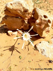 Pancratium trianthum