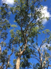 Corymbia trachyphloia