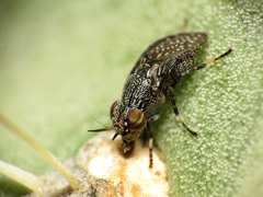 Stictomyia longicornis