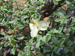 Sarcocaulon