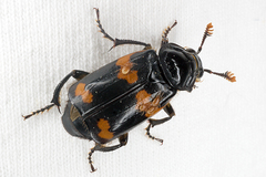 Nicrophorus sayi