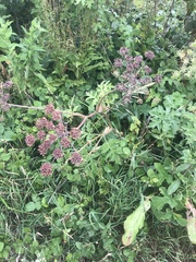 Angelica archangelica