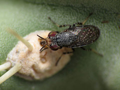 Stictomyia longicornis