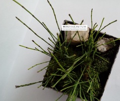 Equisetum scirpoides
