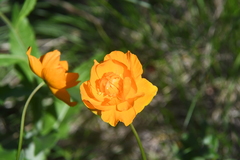 Trollius asiaticus