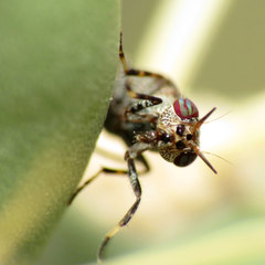 Stictomyia longicornis