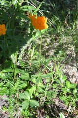 Trollius asiaticus