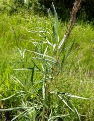 Artemisia selengensis