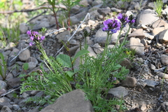 Oxytropis adamsiana