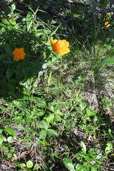 Trollius asiaticus