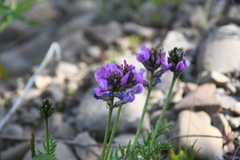 Oxytropis adamsiana