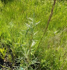 Artemisia selengensis