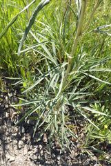 Artemisia selengensis