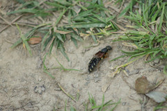 Staphylinus dimidiaticornis