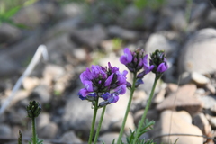Oxytropis adamsiana