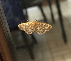 Anania coronata