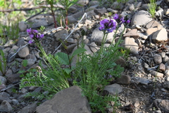 Oxytropis adamsiana
