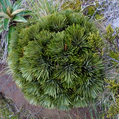 Aciphylla crosby-smithii