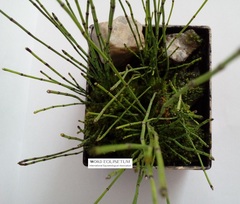 Equisetum scirpoides