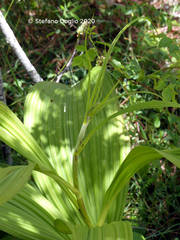 Veratrum album